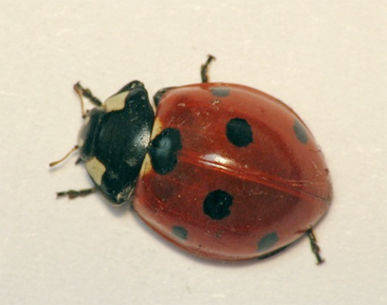 Les coccinelles des auxiliaires utiles contre les pucerons ARVALIS